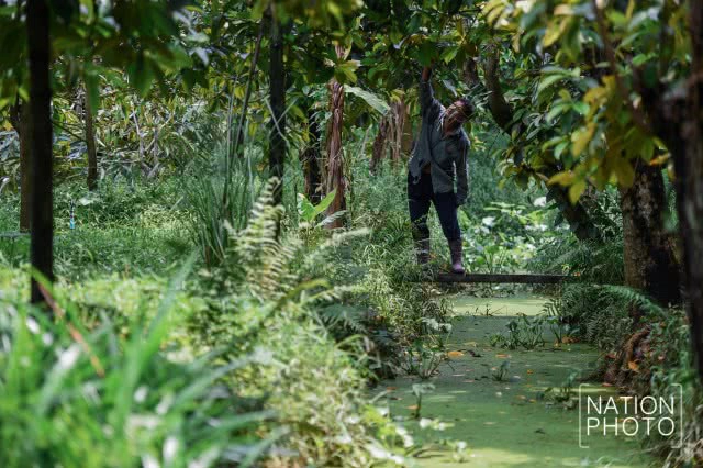 "ทุเรียนนนท์" ของดีของเมืองนนท์ที่กำลังหายไปกับกาลเวลา
