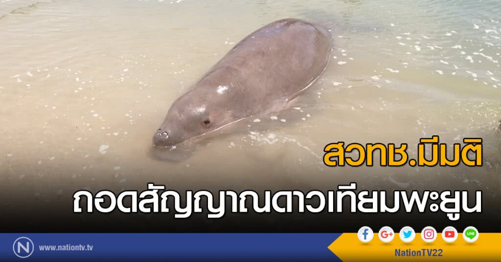 สวทช.มีมติถอดสัญญาณดาวเทียมพะยูน สวทช.มีมติถอดสัญญาณดาวเทียมพะยูน