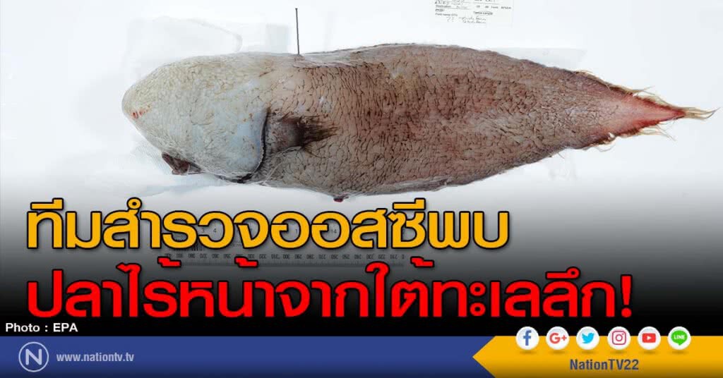 ทีมสำรวจออสซีพบปลาไร้หน้าจากใต้ทะเลลึก! ทีมสำรวจออสซีพบปลาไร้หน้าจากใต้ทะเลลึก!