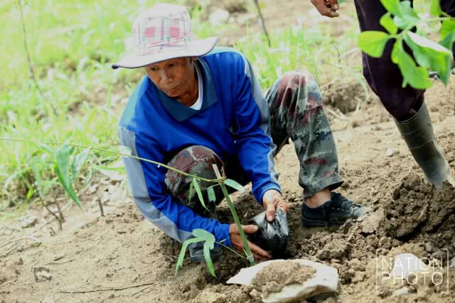 ร่วมปลูกป่า "วันต้นไม้ของชาติ"