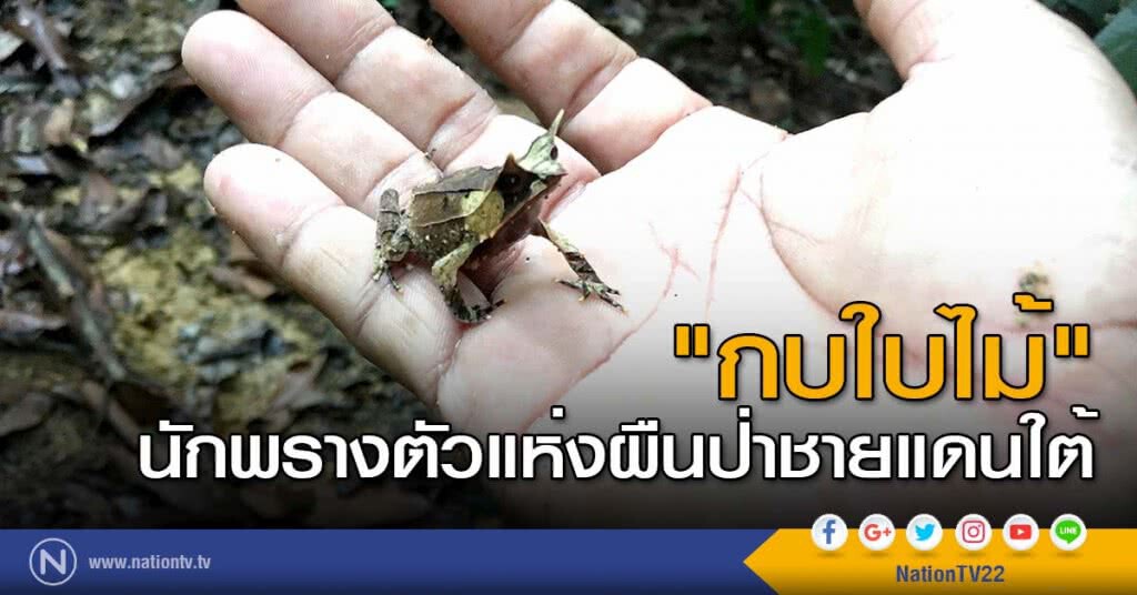 "กบใบไม้" นักพรางตัวแห่งผืนป่าชายแดนใต้ "กบใบไม้" นักพรางตัวแห่งผืนป่าชายแดนใต้