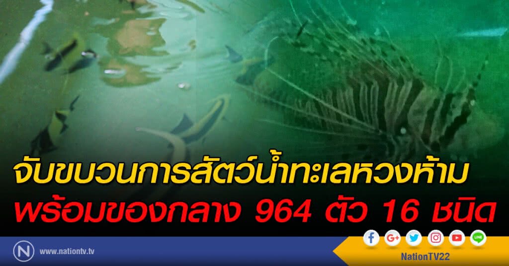 จับขบวนการสัตว์น้ำทะเลหวงห้ามพร้อมของกลาง 964 ตัว 16 ชนิด จับขบวนการสัตว์น้ำทะเลหวงห้ามพร้อมของกลาง 964 ตัว 16 ชนิด