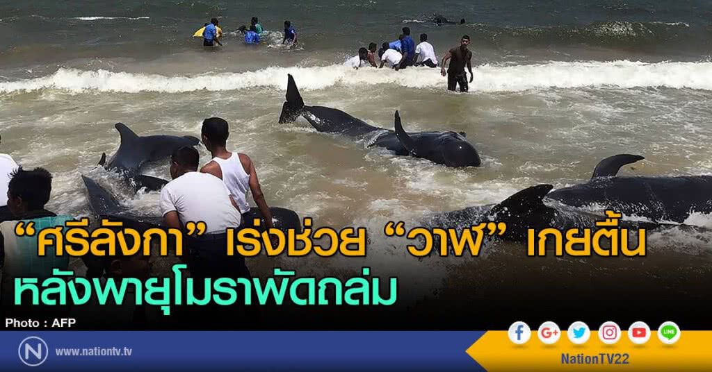 "ศรีลังกา" เร่งช่วย "วาฬ" เกยตื้น
หลังพายุโมราพัดถล่ม "ศรีลังกา" เร่งช่วย "วาฬ" เกยตื้น
หลังพายุโมราพัดถล่ม