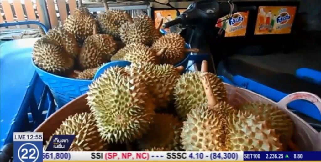 นราธิวาส....ขายทุเรียน รายได้ดีเป็นกอบเป็นกำ นราธิวาส....ขายทุเรียน รายได้ดีเป็นกอบเป็นกำ