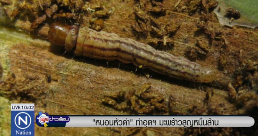 "หนอนหัวดำ" ทำอุตสาหกรรมมะพร้าวสูญหมื่นล้าน "หนอนหัวดำ" ทำอุตสาหกรรมมะพร้าวสูญหมื่นล้าน