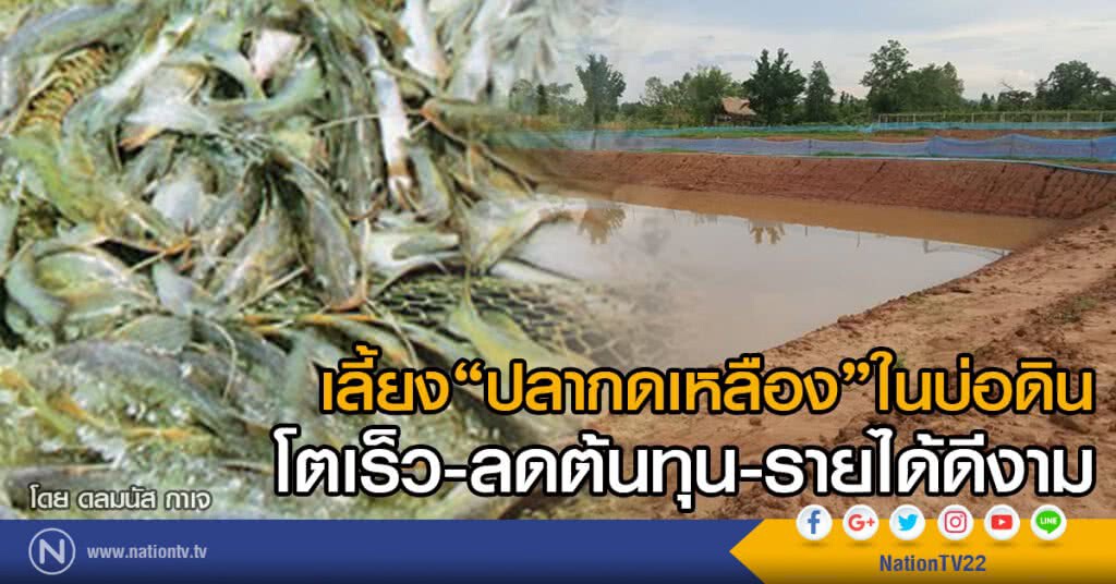 เลี้ยงปลากดเหลือง ในบ่อดิน
โตเร็ว-ลดต้นทุน-รายได้ดีงาม