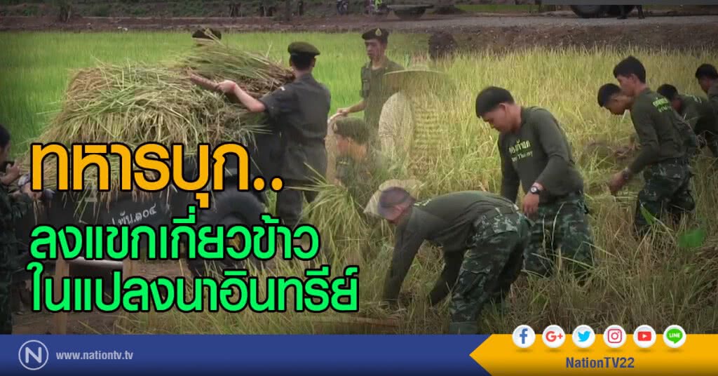 ทหารบุก..
ลงแขกเกี่ยวข้าว
ในแปลงนาอินทรีย์