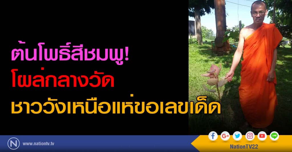 ต้นโพธิ์สีชมพู! โผล่กลางวัด ชาววังเหนือแห่ขอเลขเด็ด ต้นโพธิ์สีชมพู! โผล่กลางวัด ชาววังเหนือแห่ขอเลขเด็ด