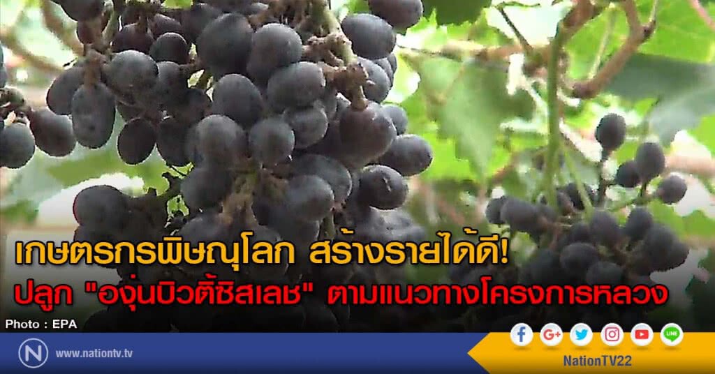เกษตรกรพิษณุโลก สร้างรายได้ดี! ปลูก "องุ่นบิวติ้ซิสเลช" ตามแนวทางโครงการหลวง