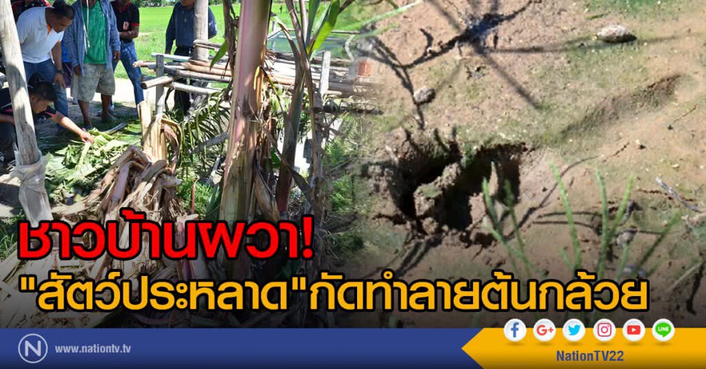 ชาวบ้านผวา!
"สัตว์ประหลาด"กัดทำลายต้นกล้วย