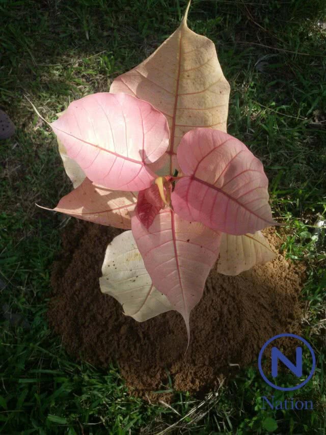 ต้นโพธิ์สีชมพู! โผล่กลางวัด ชาววังเหนือแห่ขอเลขเด็ด