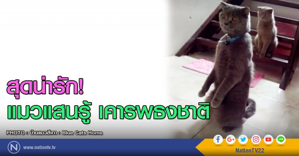 สุดน่ารัก! แมวแสนรู้ เคารพธงชาติ สุดน่ารัก! แมวแสนรู้ เคารพธงชาติ