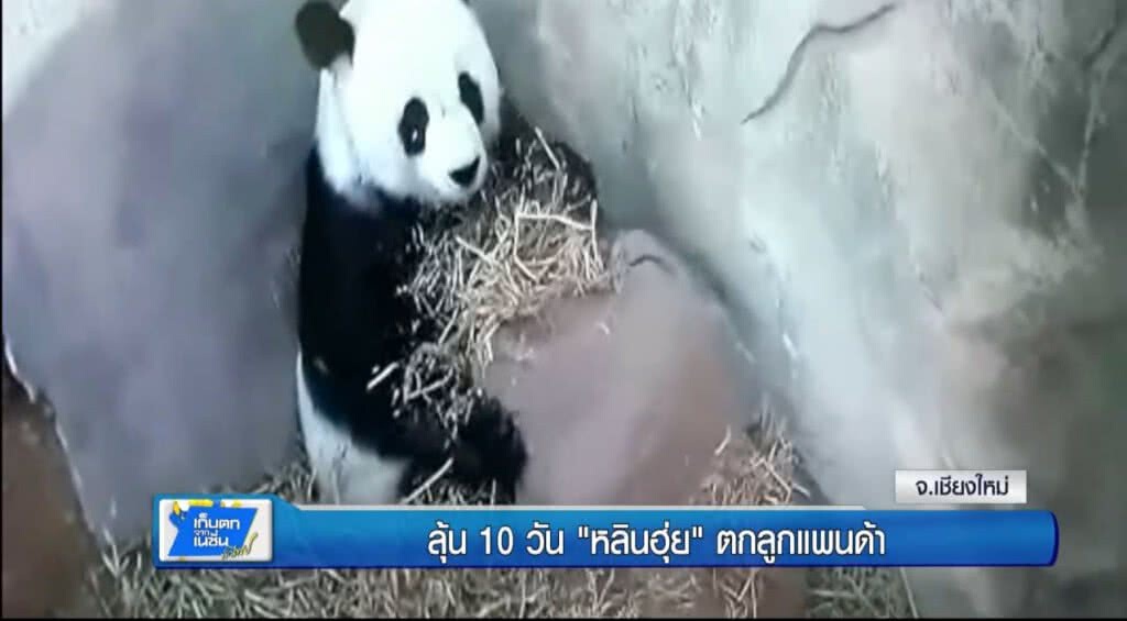 เก็บตกทั่วไทย 7-6-60 (2) ลุ้น 10 วัน "หลินฮุ่ย" ตกลูก เก็บตกทั่วไทย 7-6-60 (2) ลุ้น 10 วัน "หลินฮุ่ย" ตกลูก