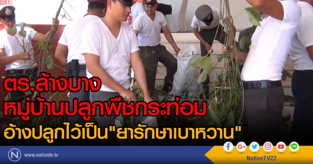 ตร.ล้างบาง
หมู่บ้านปลูกพืชกระท่อม
อ้างปลูกไว้เป็นยารักษาเบาหวาน