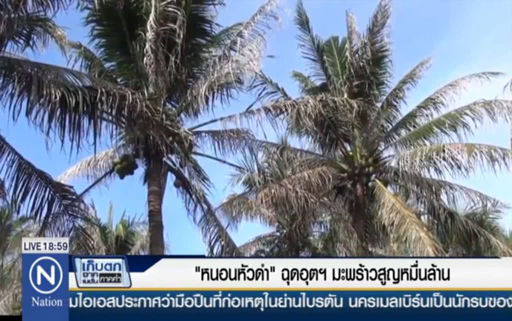 "หนอนหัวดำ" ฉุดอุตฯมะพร้าว สูญหมื่นล้าน