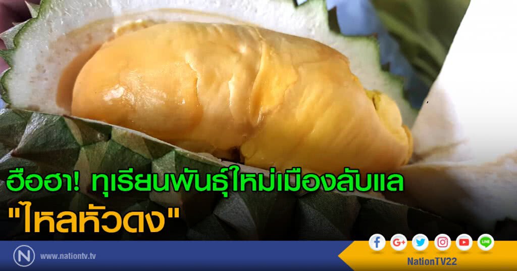 ฮือฮา! ทุเรียนพันธุ์ใหม่เมืองลับแล "ไหลหัวดง" ฮือฮา! ทุเรียนพันธุ์ใหม่เมืองลับแล "ไหลหัวดง"
