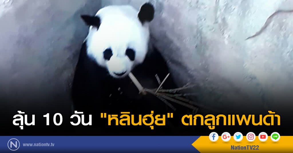 ลุ้น 10 วัน "หลินฮุ่ย" ตกลูกแพนด้า