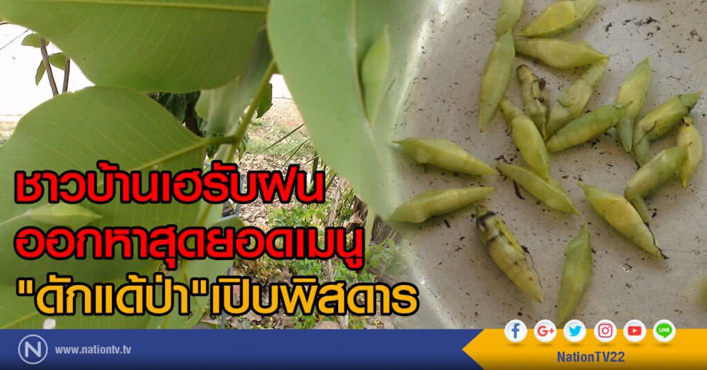 ชาวบ้านเฮรับฝน
ออกหาสุดยอดเมนู
"ดักแด้ป่า"เปิบพิสดาร