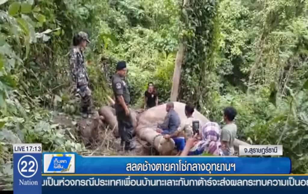 สลดช้างตายคาโซ่ กลางอุทยานฯ สลดช้างตายคาโซ่ กลางอุทยานฯ