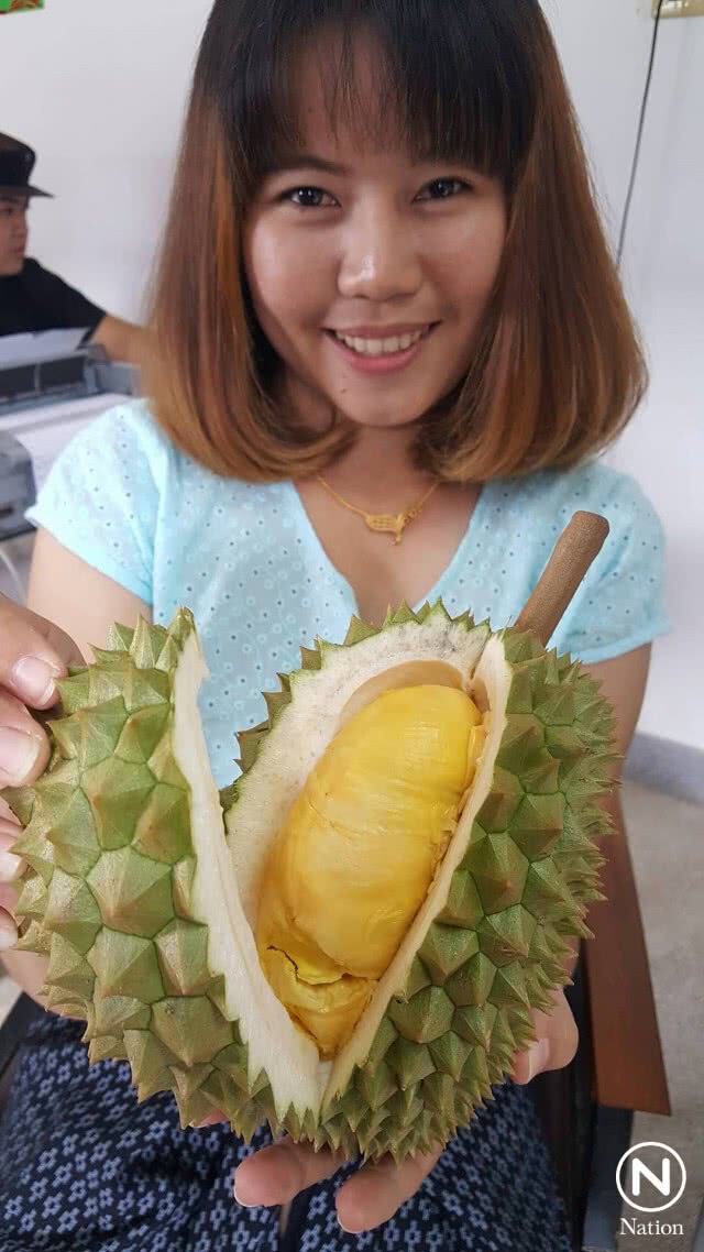 ฮือฮา! ทุเรียนพันธุ์ใหม่เมืองลับแล "ไหลหัวดง"