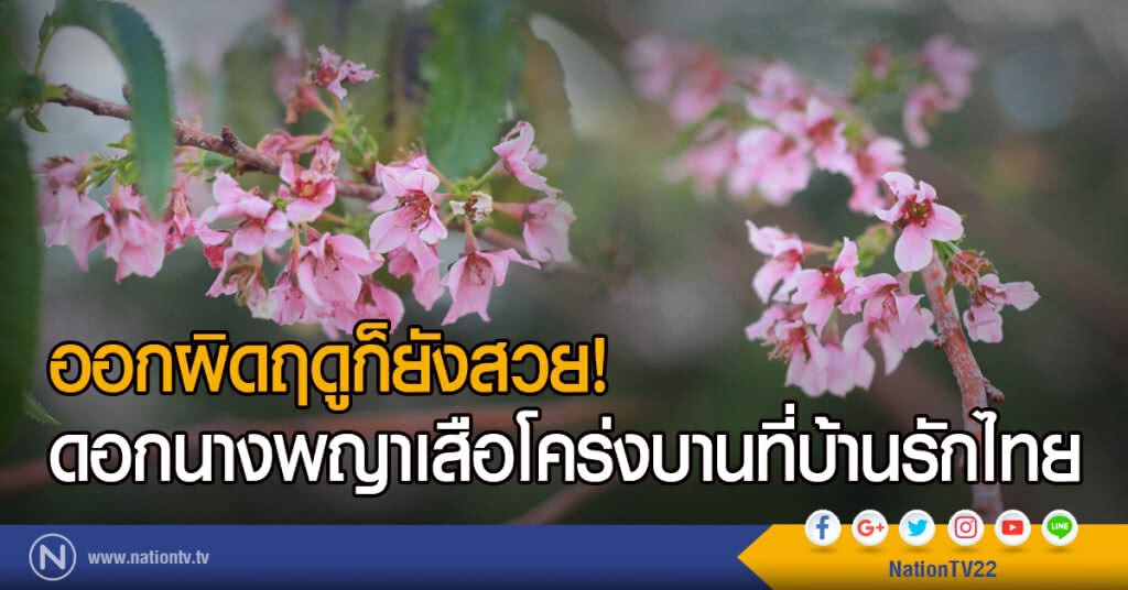 ออกผิดฤดูก็ยังสวย!
ดอกนางพญาเสือโคร่งบานที่บ้านรักไทย ออกผิดฤดูก็ยังสวย!
ดอกนางพญาเสือโคร่งบานที่บ้านรักไทย
