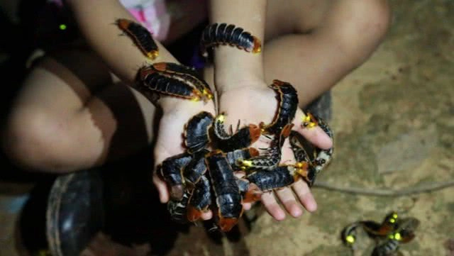 ตื่นตาตื่นใจ!! "หิ่งห้อย" เปล่งแสงที่บ้านรักไทย จ.พิษณุโลก