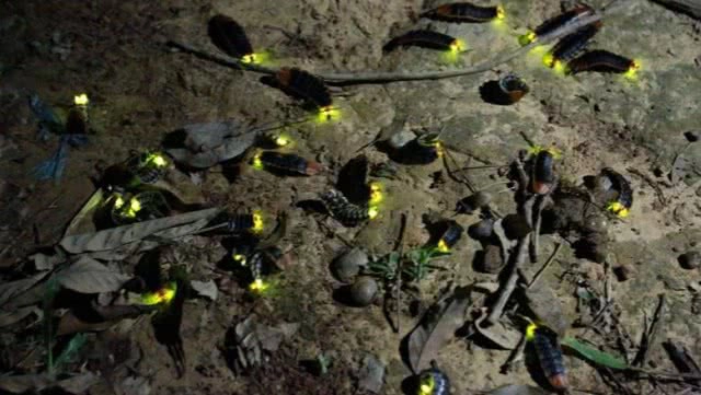 ตื่นตาตื่นใจ!! "หิ่งห้อย" เปล่งแสงที่บ้านรักไทย จ.พิษณุโลก