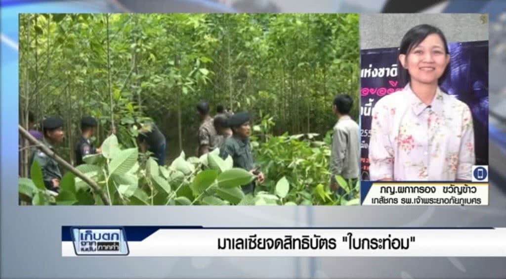 เก็บตกค่ำ 9-6-60 (1) มาเลเซียจดสิทธิบัตร "ใบกระท่อม" เก็บตกค่ำ 9-6-60 (1) มาเลเซียจดสิทธิบัตร "ใบกระท่อม"