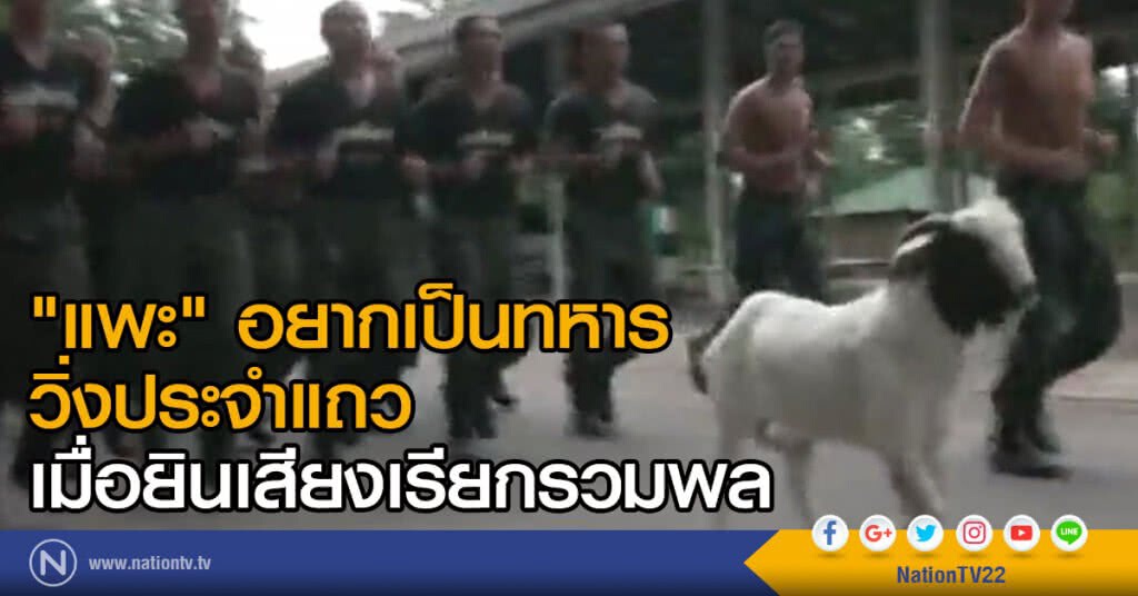 "แพะ" อยากเป็นทหาร วิ่งประจำแถวเมื่อยินเสียงเรียกรวมพล