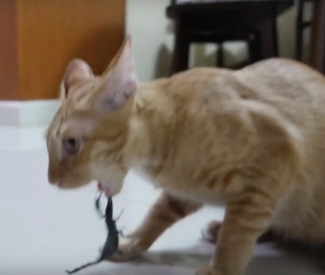 โซเชียลวิจารณ์! 
ฝรั่งขี้แกล้ง อัดคลิป แมวvsแมงป่อง