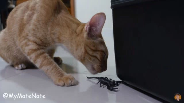 โซเชียลวิจารณ์! 
ฝรั่งขี้แกล้ง อัดคลิป แมวvsแมงป่อง