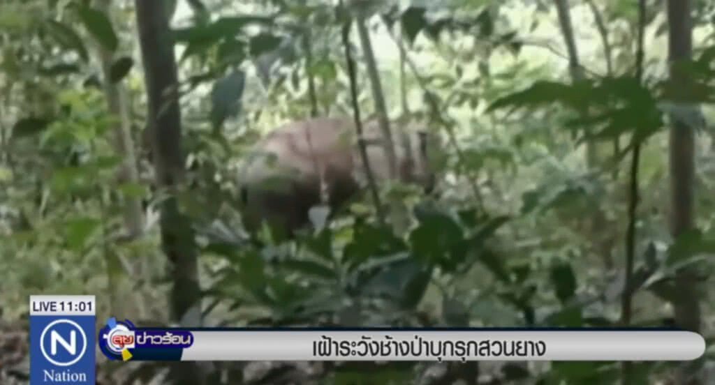 เฝ้าระวังช้างป่าบุกรุกสวนยาง เฝ้าระวังช้างป่าบุกรุกสวนยาง