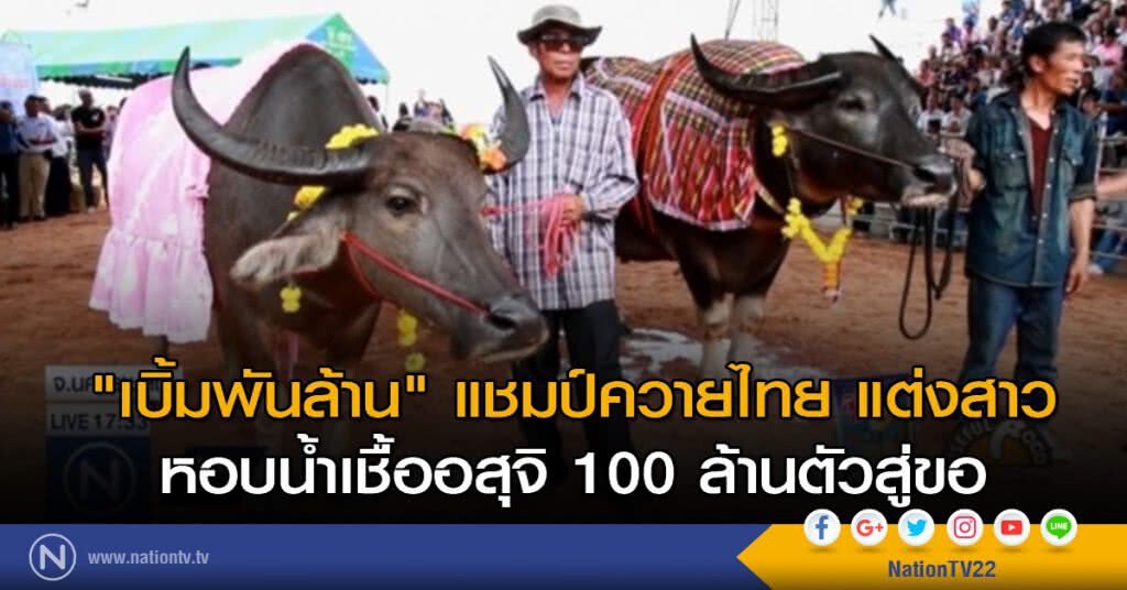 "เบิ้มพันล้าน" แชมป์ควายไทยแต่งสาวหอบน้ำเชื้ออสุจิ 100 ล้านตัวสู่ขอ
