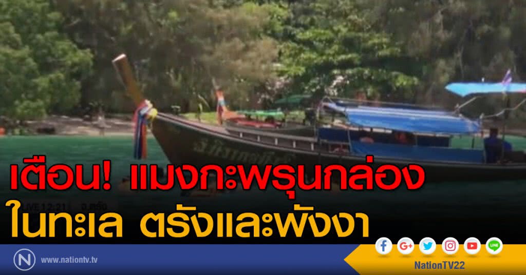เตือน! แมงกะพรุนกล่องในทะเล ตรังและพังงา เตือน! แมงกะพรุนกล่องในทะเล ตรังและพังงา