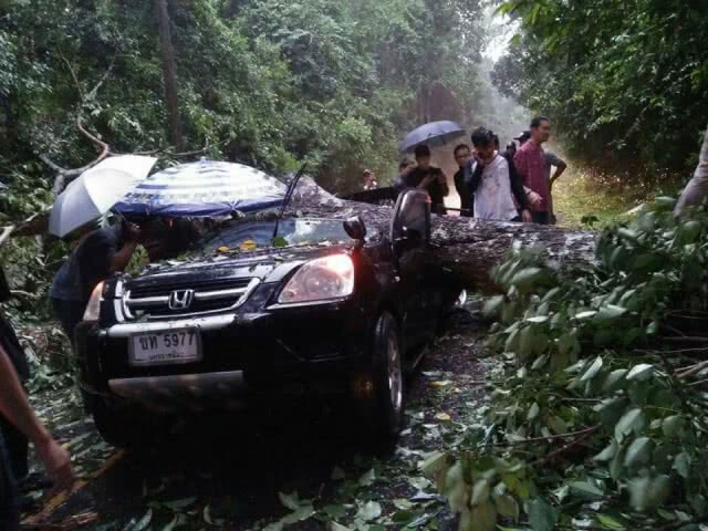 ลม-ฝนถล่มเขาใหญ่! ต้นไม้หักโค่นทับรถยนต์