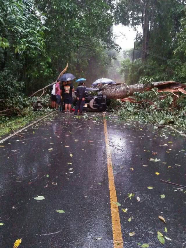ลม-ฝนถล่มเขาใหญ่! ต้นไม้หักโค่นทับรถยนต์