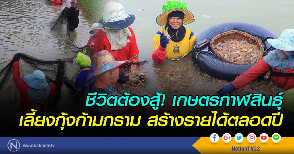 ชีวิตต้องสู้! เกษตรกาฬสินธุ์ มาเลี้ยงกุ้งก้ามกราม สร้างรายได้ตลอดปี