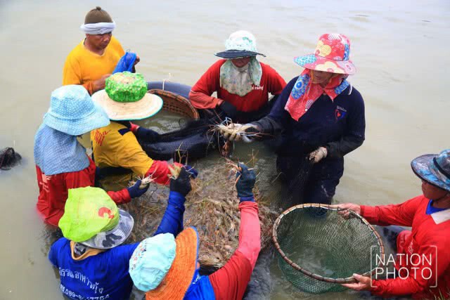 ชีวิตต้องสู้! เกษตรกาฬสินธุ์ มาเลี้ยงกุ้งก้ามกราม สร้างรายได้ตลอดปี