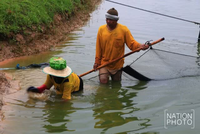ชีวิตต้องสู้! เกษตรกาฬสินธุ์ มาเลี้ยงกุ้งก้ามกราม สร้างรายได้ตลอดปี