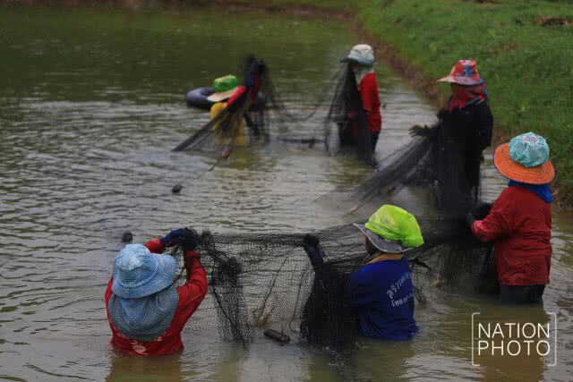 ชีวิตต้องสู้! เกษตรกาฬสินธุ์ มาเลี้ยงกุ้งก้ามกราม สร้างรายได้ตลอดปี