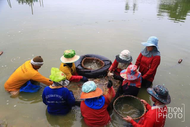 ชีวิตต้องสู้! เกษตรกาฬสินธุ์ มาเลี้ยงกุ้งก้ามกราม สร้างรายได้ตลอดปี