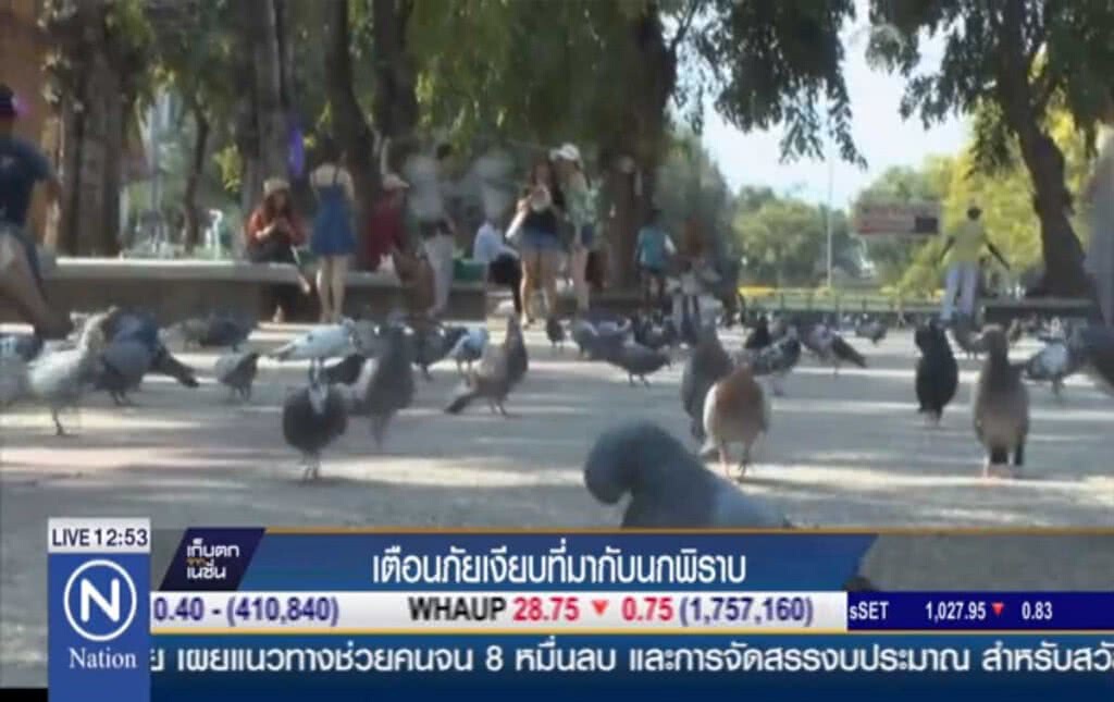 เตือนภัยเงียบที่มากับ "นกพิราบ" เตือนภัยเงียบที่มากับ "นกพิราบ"
