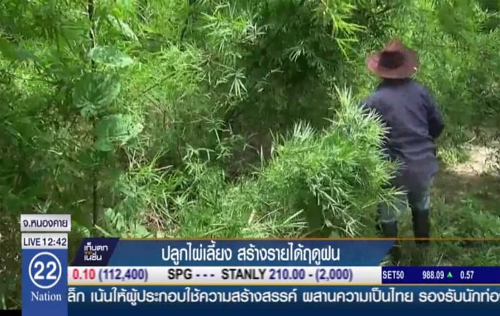 ปลูกไผ่เลี้ยง สร้างรายได้ฤดูฝน ปลูกไผ่เลี้ยง สร้างรายได้ฤดูฝน