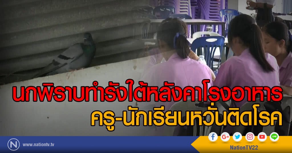 นกพิราบทำรังใต้หลังคาโรงอาหาร
ครู-นักเรียนหวั่นติดโรค นกพิราบทำรังใต้หลังคาโรงอาหาร
ครู-นักเรียนหวั่นติดโรค