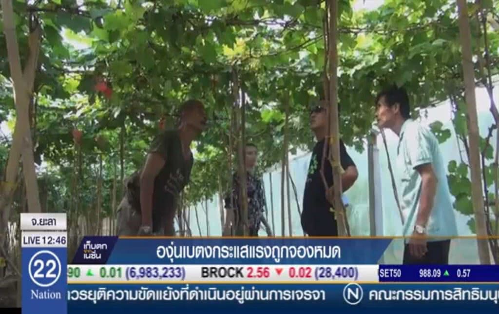 องุ่นเบตงกระแสแรง ถูกจองหมด องุ่นเบตงกระแสแรง ถูกจองหมด