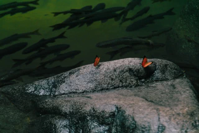 "อุทยานแห่งชาติน้ำตกพลิ้ว" จ.จันทบุรี