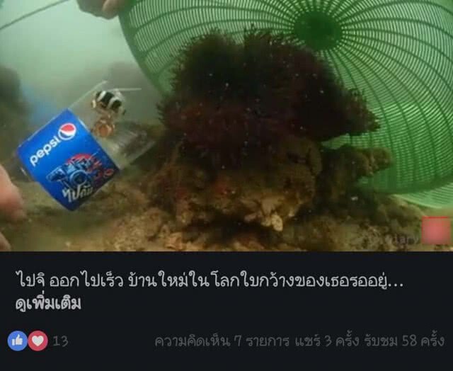 ดร.ธรณ์ เผย ไม่มีถิ่น "ปลาการ์ตูนส้มขาว" ในอ่าวไทย ควรปรึกษานักวิชาการก่อนปล่อย