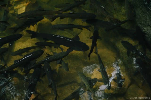 "อุทยานแห่งชาติน้ำตกพลิ้ว" จ.จันทบุรี