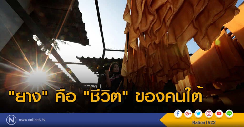 "ยาง" คือ "ชีวิต" ของคนใต้ ถึงราคาตกแค่ไหนก็ไม่ทิ้งกัน