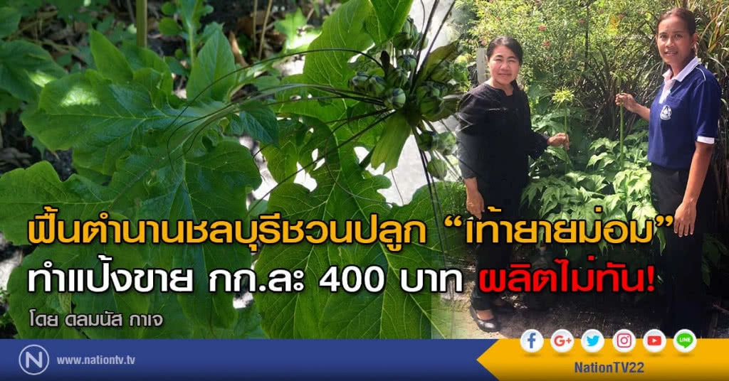 ฟื้นตำนานชลบุรีชวนปลูก "เท้ายายม่อม"
ทำแป้งขาย กก.ละ 400 บาท ผลิตไม่ทัน!